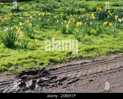 Maintenant, voici une scène anglaise typiquement idyllique - un village vert flamboyant avec des jonquilles printanières. Après l'apparition de gouttes de neige, puis de crocus et de jacinthes, vous savez que le printemps est vraiment arrivé quand les jonquilles arrivent enfin ! Et voici une question astucieuse - quelle est la différence entre les jonquilles et les narcissi? En fait, croyez-le ou non, aucun : tous les Daffs sont en fait narcissi, donc là... Mais, après un hiver incessamment humide, le chemin qui passe devant le vert s'est transformé en bourbier. Ça gâche plutôt les choses... Banque D'Images