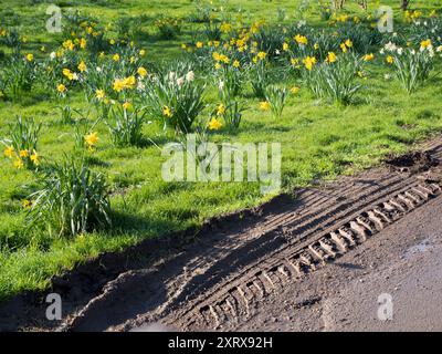 Maintenant, voici une scène anglaise typiquement idyllique - un village vert flamboyant avec des jonquilles printanières. Après l'apparition de gouttes de neige, puis de crocus et de jacinthes, vous savez que le printemps est vraiment arrivé quand les jonquilles arrivent enfin ! Et voici une question astucieuse - quelle est la différence entre les jonquilles et les narcissi? En fait, croyez-le ou non, aucun : tous les Daffs sont en fait narcissi, donc là... Mais, après un hiver incessamment humide, le chemin qui passe devant le vert s'est transformé en bourbier. Ça gâche plutôt les choses... Banque D'Images