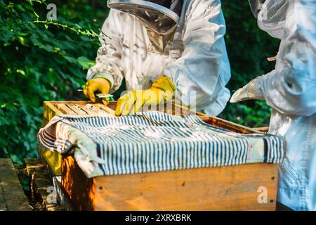 Apiculteurs avec des vêtements de protection apiculant les ruches à Harvest Bee Honey Banque D'Images