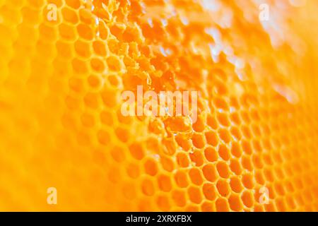 Délicieuses gouttes de miel d'abeille sur les Combs of Honey Cells en gros plan Banque D'Images
