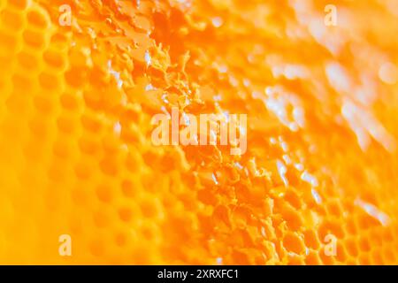 Savoureux miel doré sortant de nids d'abeilles jaunes fraîches d'un Beehive Extreme close up Banque D'Images