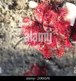 Alice Sundew (Drosera aliciae) Plantae Banque D'Images