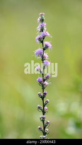 Rough Blazing Star (Liatris aspera) dans une prairie de l'Iowa Banque D'Images