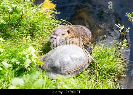 Tortue à oreilles à ventre jaune et rat de rivière nutria assis sur la rive d'un étang, reptile et rongeur dans l'habitat Banque D'Images