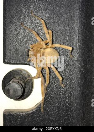 Araignée de crabe géante (Olios giganteus) Arachnida Banque D'Images