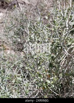 Paperbag Bush (Scutellaria mexicana) Plantae Banque D'Images