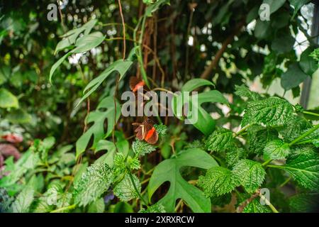 Deux EED et papillons noirs connus sous le nom de Heliconius Erato Rhopalocera dans une Bio sphère écologique assis sur les plantes et volant en gros plan dans paysage Banque D'Images