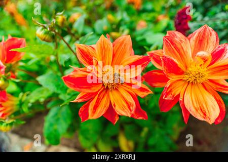 Honey Bee recueille Nectar du pollen de Daisy Flower d'une Dhalia orange connue sous le nom de Dahlia Coccinea dans un jardin Bio Sphere un jour de printemps ensoleillé aussi proche Banque D'Images