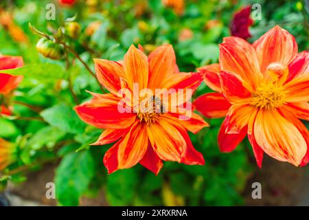 Nectar d'Abeille sur fleur Dahlia Banque D'Images