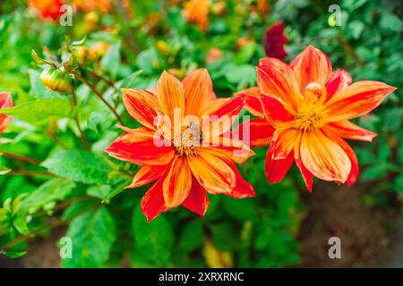 Bee recueille Nectar sur Orange Dahlia Flower Banque D'Images