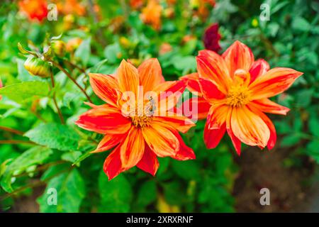 Abeille collectant le nectar de Hony sur la fleur de Dahlia orange Banque D'Images