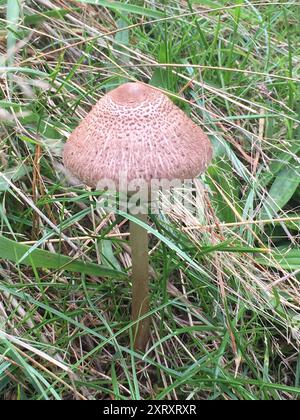 Champignons gracieux Parasol (Macrolepiota clelandii) Banque D'Images