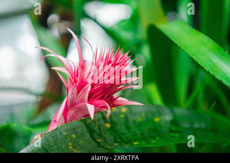 Rose Aechmea Fasciata Flower Bud avec des pointes entourées de feuilles Banque D'Images