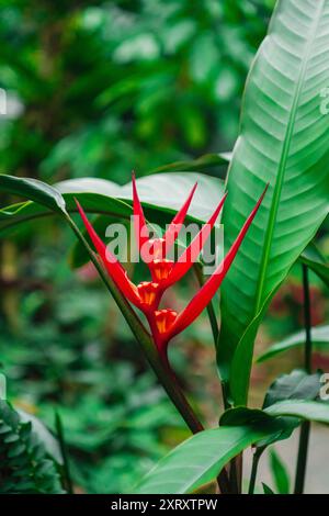 Fleur d'Heliconia rouge connue sous le nom de bec de perroquet rouge de la famille des Heliconiaceae poussant dans une jungle Banque D'Images
