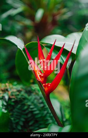 Rouge Parrot Beak Heliconia Fleur Banque D'Images