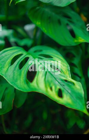 Feuilles vertes de Monstera deliciosa connues sous le nom de Swiss Cheese Plant Split Leaf dans la forêt tropicale Banque D'Images