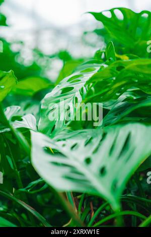 Feuilles vertes de Monstera deliciosa connues sous le nom de Swiss Cheese Plant Split Leaf Philodendron dans une serre tropicale Banque D'Images