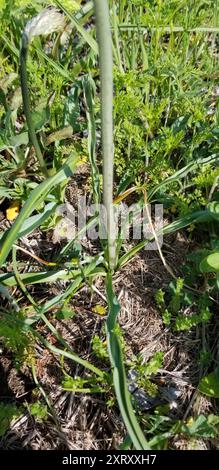 camas atlantiques (Camassia scilloides) Plantae Banque D'Images