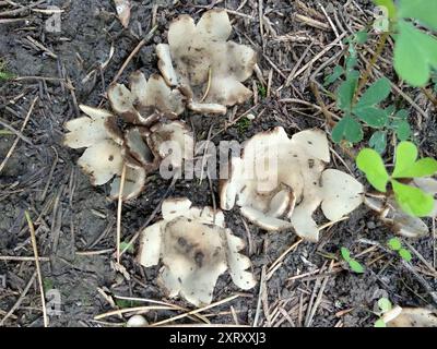 Champignons de la coupe de cèdre (Geopora sumneriana) Banque D'Images