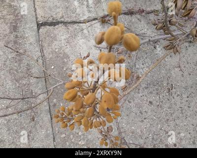 Arbre princesse (Paulownia tomentosa) Plantae Banque D'Images