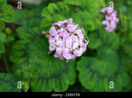 Zonale Geranium, Pelargonium zonale, Geraniaceae. Provinces du Cap, Afrique du Sud. Banque D'Images