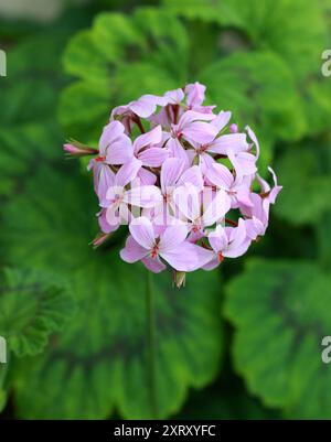 Zonale Geranium, Pelargonium zonale, Geraniaceae. Provinces du Cap, Afrique du Sud. Banque D'Images