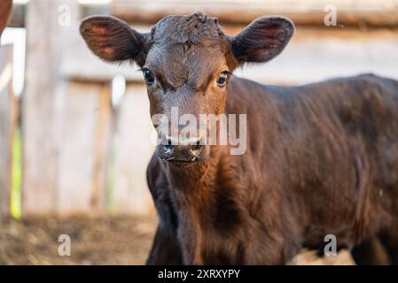 Gros plan veau brun avec de grandes oreilles debout dans une grange, capturant son expression curieuse et son environnement naturel. Banque D'Images