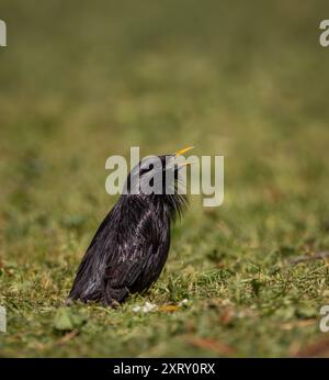 Mâle Spotless Starling, Sturnus unicolor, chantant sur l'herbe verte avec bec ouvert et plumes de gorge levées Banque D'Images