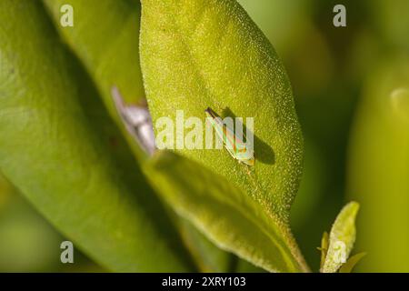 une trémie à feuilles de rhododendron vert sur une feuille verte du haut avec ombre Banque D'Images