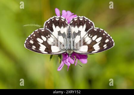 vue de dessus d'un papillon noir et blanc aux ailes ouvertes appelé blanc marbré sur une fleur rose et un fond flou vert Banque D'Images