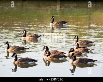 Bernaches du Canada nageant sur la Tamise à Abingdon. Ce beau troupeau d'oies et d'oisons de Greylag est écrasé dans les eaux peu profondes de la Tamise près d'Abbey Fields. Branta canadensis est originaire des régions arctiques et tempérées de l'Amérique du Nord et a été introduit avec succès au Royaume-Uni. Il peut maintenant être vu à peu près n'importe où autour de la Tamise. Banque D'Images