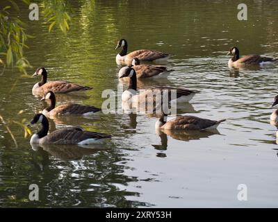 Bernaches du Canada nageant sur la Tamise à Abingdon. Ce beau troupeau d'oies et d'oisons de Greylag est écrasé dans les eaux peu profondes de la Tamise près d'Abbey Fields. Branta canadensis est originaire des régions arctiques et tempérées de l'Amérique du Nord et a été introduit avec succès au Royaume-Uni. Il peut maintenant être vu à peu près n'importe où autour de la Tamise. Banque D'Images