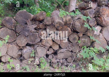 Entrepôt de bois de chauffage à la campagne. Bûches de pin fraîchement coupées en pile de bois. Stockage de bois de chauffage. Style rural. Fond en bois naturel. Banque D'Images