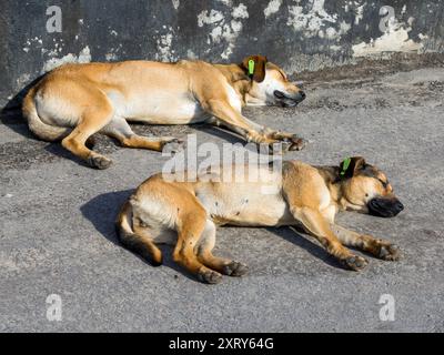 Deux chiens sans-abri dorment au bord du trottoir Banque D'Images