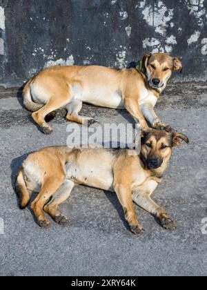 Deux chiens couchés sans abri regardant la caméra Banque D'Images