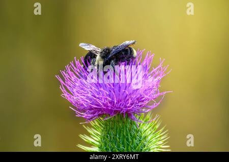 Deux abeilles collectent le pollen d'une fleur envahissante de chardon écossais. Banque D'Images