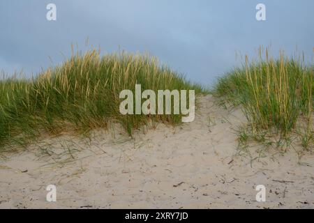 L'image montre de l'herbe verte qui germe de la surface sablonneuse des dunes, mettant en évidence la résilience de la végétation dans des environnements difficiles. Les lames o Banque D'Images