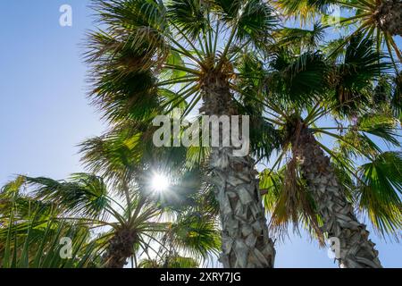 Un groupe de grands palmiers se tient contre un ciel bleu vif, avec le soleil brille à travers leurs frondes vertes. Banque D'Images