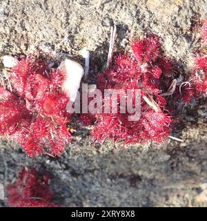 Alice Sundew (Drosera aliciae) Plantae Banque D'Images