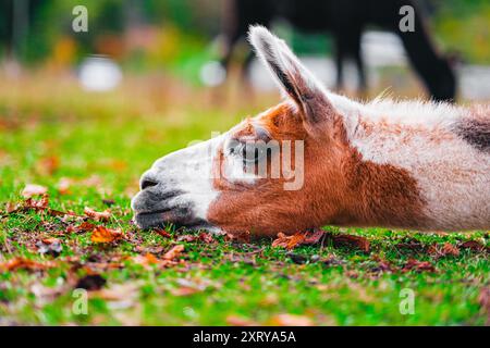 Alpaga brun et blanc reposant sa tête sur l'herbe verte de pâturage avec des feuilles brunes Banque D'Images