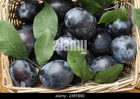 Savoureux prunes mûres et feuilles dans un panier en osier, pose à plat Banque D'Images