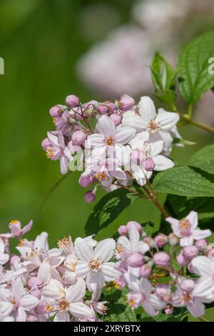 Gros plan des fleurs Deutzia Mont Rose en fleurs Banque D'Images