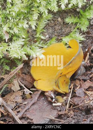 Champignon de l'écorce d'orange de printemps (Caloscypha fulgens) Banque D'Images