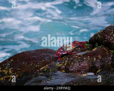 Gros crabe rouge sur une pierre volcanique de lave près de la mer au fond de l'eau turquoise. Banque D'Images