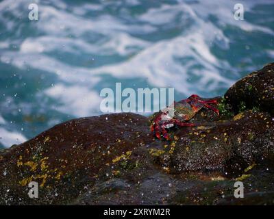 Gros crabe rouge sur une pierre volcanique de lave près de la mer au fond de l'eau turquoise. Banque D'Images