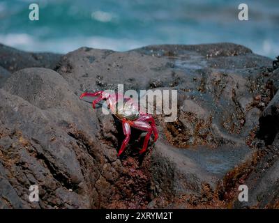 Gros crabe rouge sur une pierre volcanique de lave près de la mer au fond de l'eau turquoise. Banque D'Images