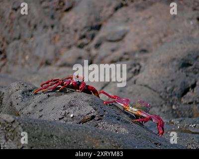 Deux gros crabes rouges sur une pierre volcanique de lave près de la mer. Banque D'Images