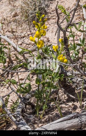 Haricot doré (Thermopsis rhombifolia) Plantae Banque D'Images