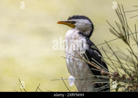 Gros plan d'un petit pied Cormorant Banque D'Images