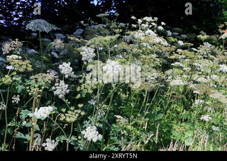 L'asperge commune (Heracleum sphondylium). Cardiff, pays de Galles du Sud, Royaume-Uni. Prise en août 2024. Été Banque D'Images